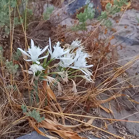 Résidence Privée, 50 M De La Roquille, Entièrement Climatisé * Agde