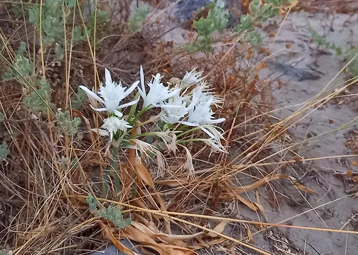 Cap D'agde, Bord De Mer, 50 M De La Roquille, Climatise Et Wifi, * אגדה
